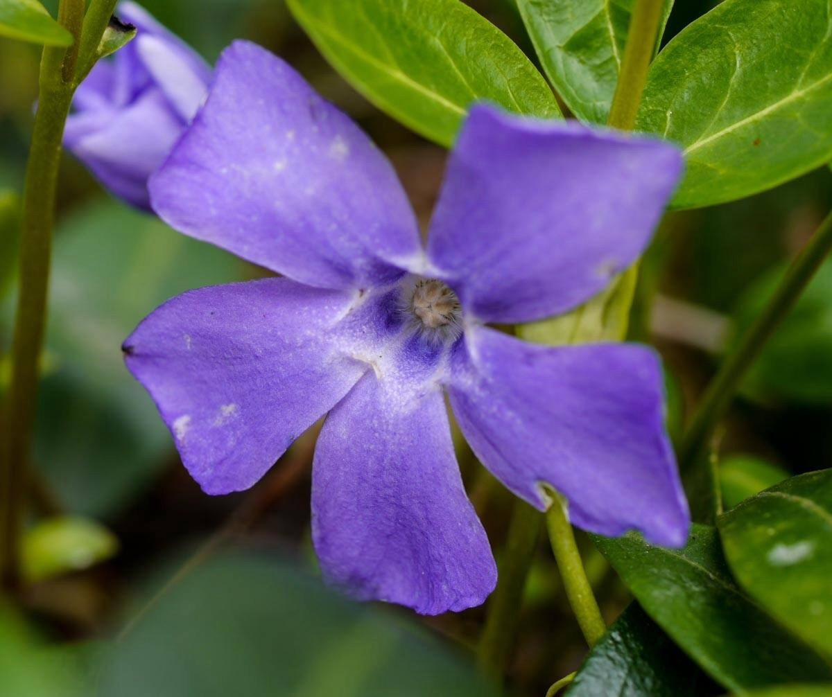 Panasonic LUMIX G Macro Lens, 30MM, F2.8 ASPH, MIRRORLESS Micro Four Thirds, MEGA Optical I.S, H-HS030 (USA Black) customer photo 2