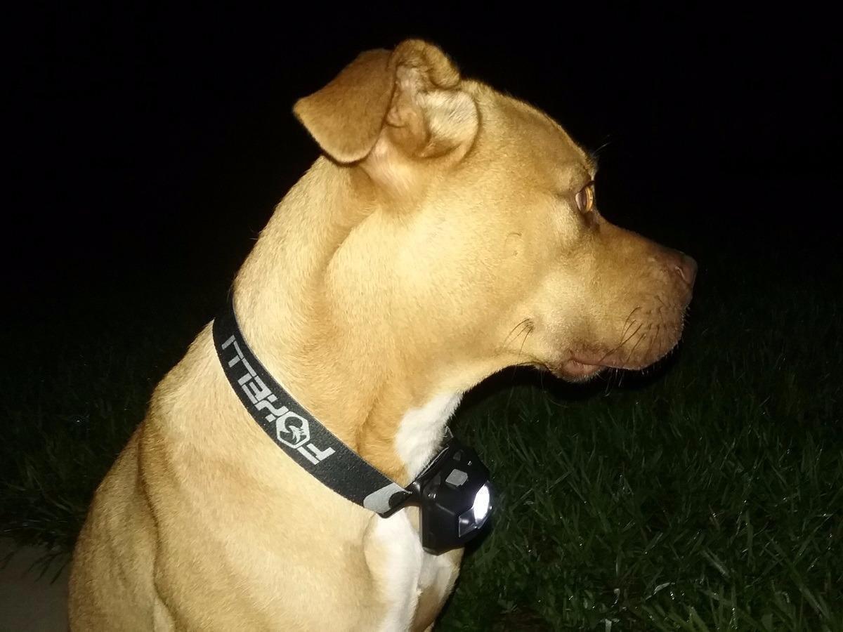 Foxelli USB-C Rechargeable LED Headlamp - Ultra-Light 2.4 oz & Bright 180 Lumens customer photo 2