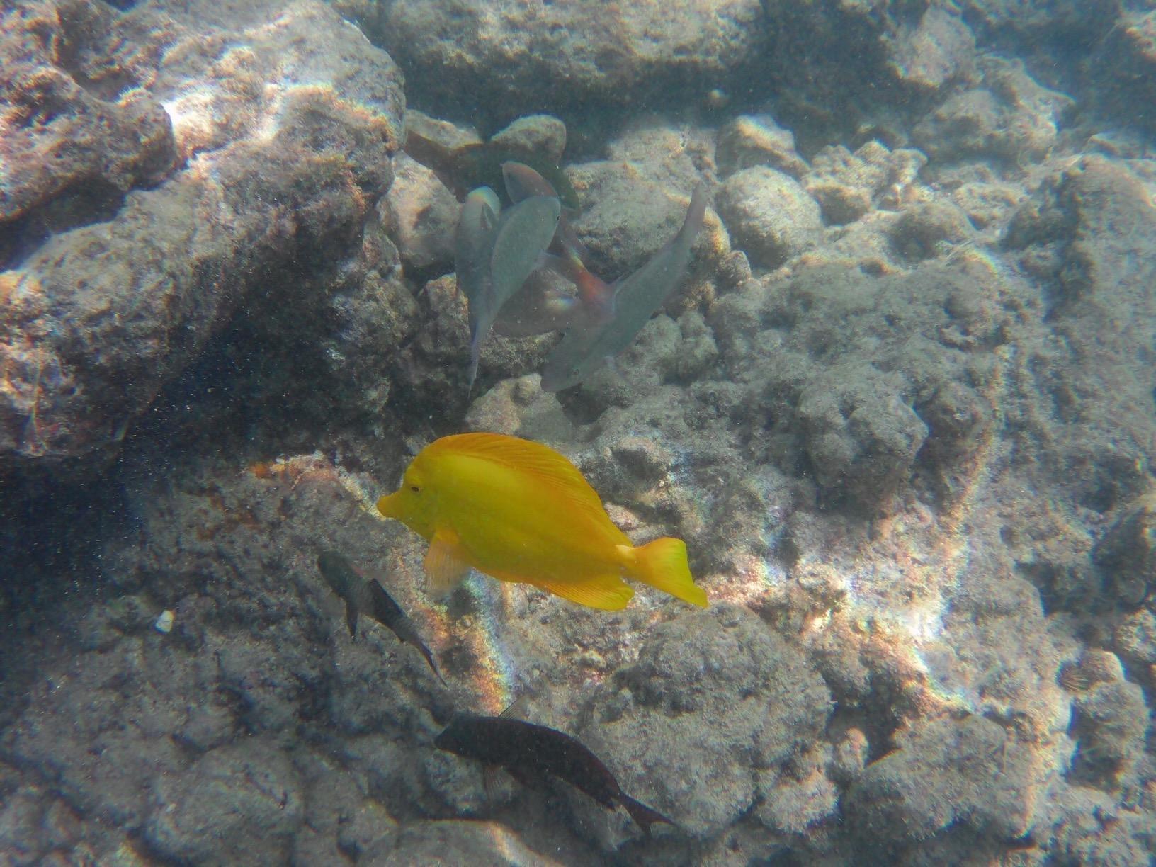 AKASO Brave 4 Action Camera 4K30 Ultra HD Waterproof Underwater Camera, 20MP EIS WiFi Remote Control 170 FOV customer photo 2