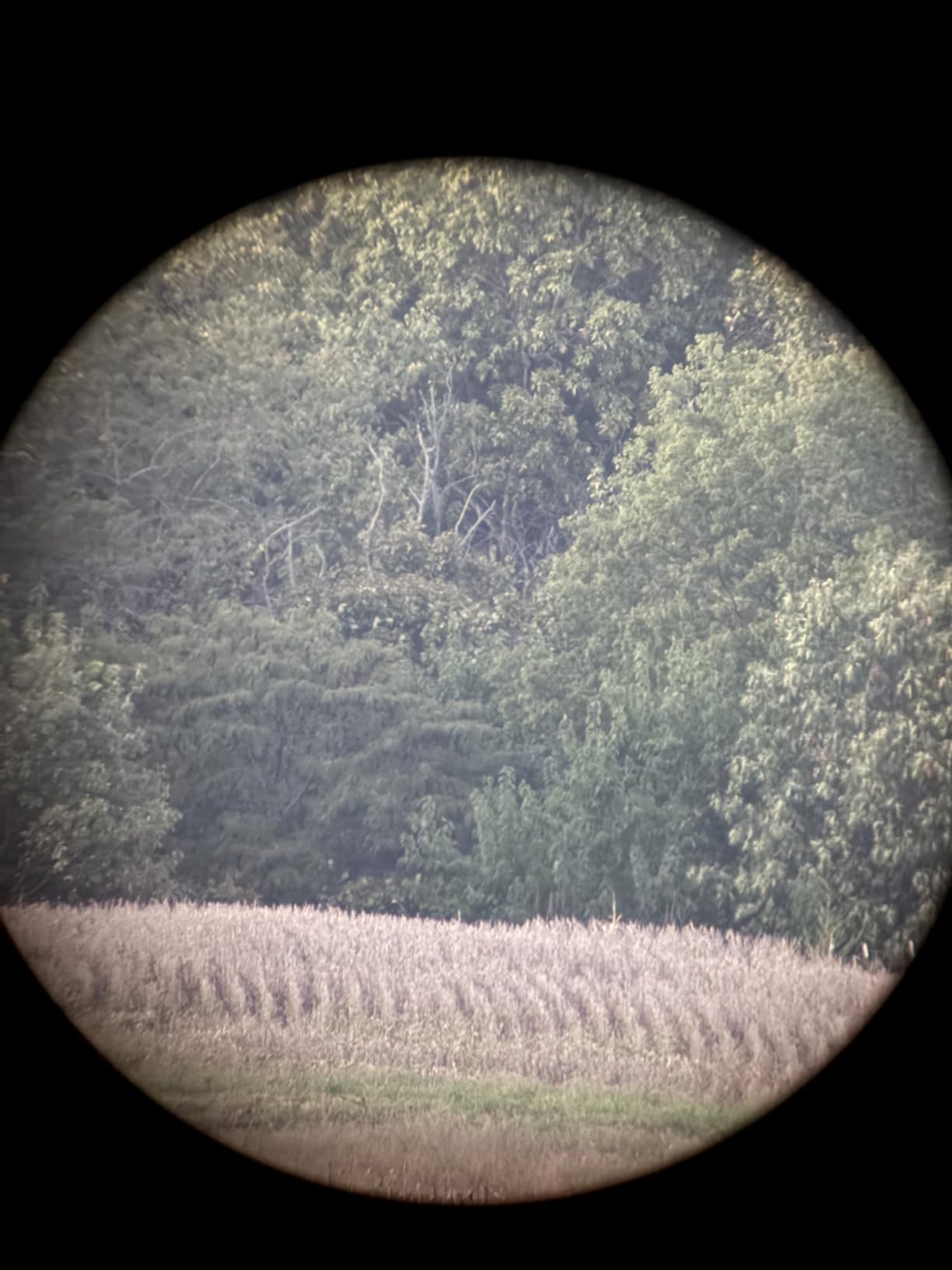 25-75x80 Spotting Scope for Target Shooting with Upgraded Full Size Tripod Carrying Bag and Phone Adapter Spotter Scope for Bird Watching, Wildlife Viewing Camo customer photo 2