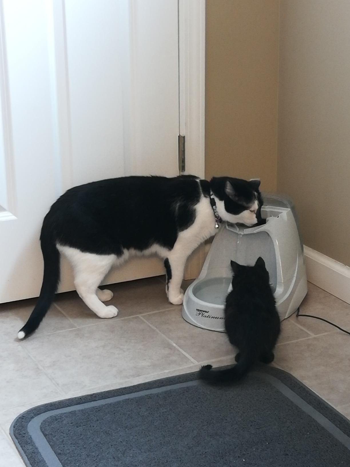 PetSafe Drinkwell Platinum Cat Water Fountain, 168 oz/5L, Grey | Free-Falling Stream Encourages Drinking, Dishwasher Safe, Large Capacity, Includes Replaceable Carbon Filter customer photo 2