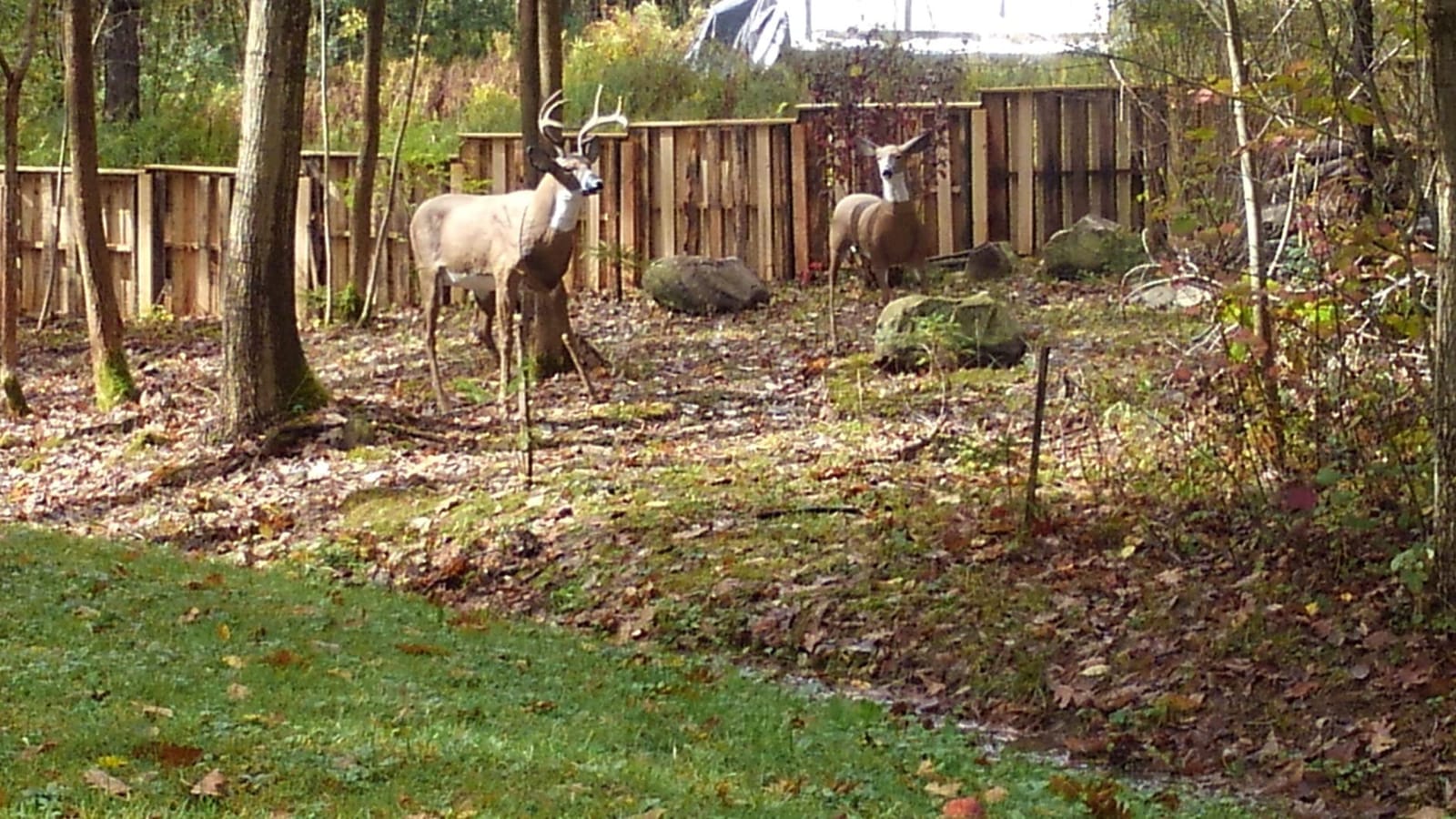 Flambeau Outdoors - Masters Series Deer Decoy customer photo 1