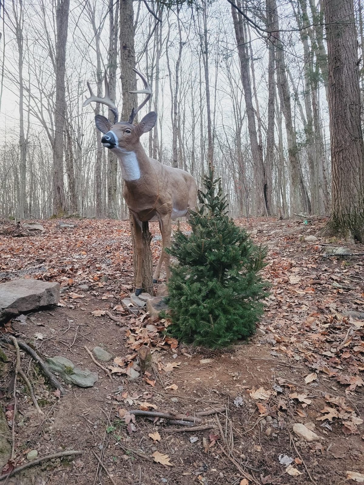 Flambeau Outdoors Boss Buck Deer Decoy Masters Series, Removable Legs, HDPE | Mature buck decoy in anatomically correct posture and true-to-life size customer photo 1