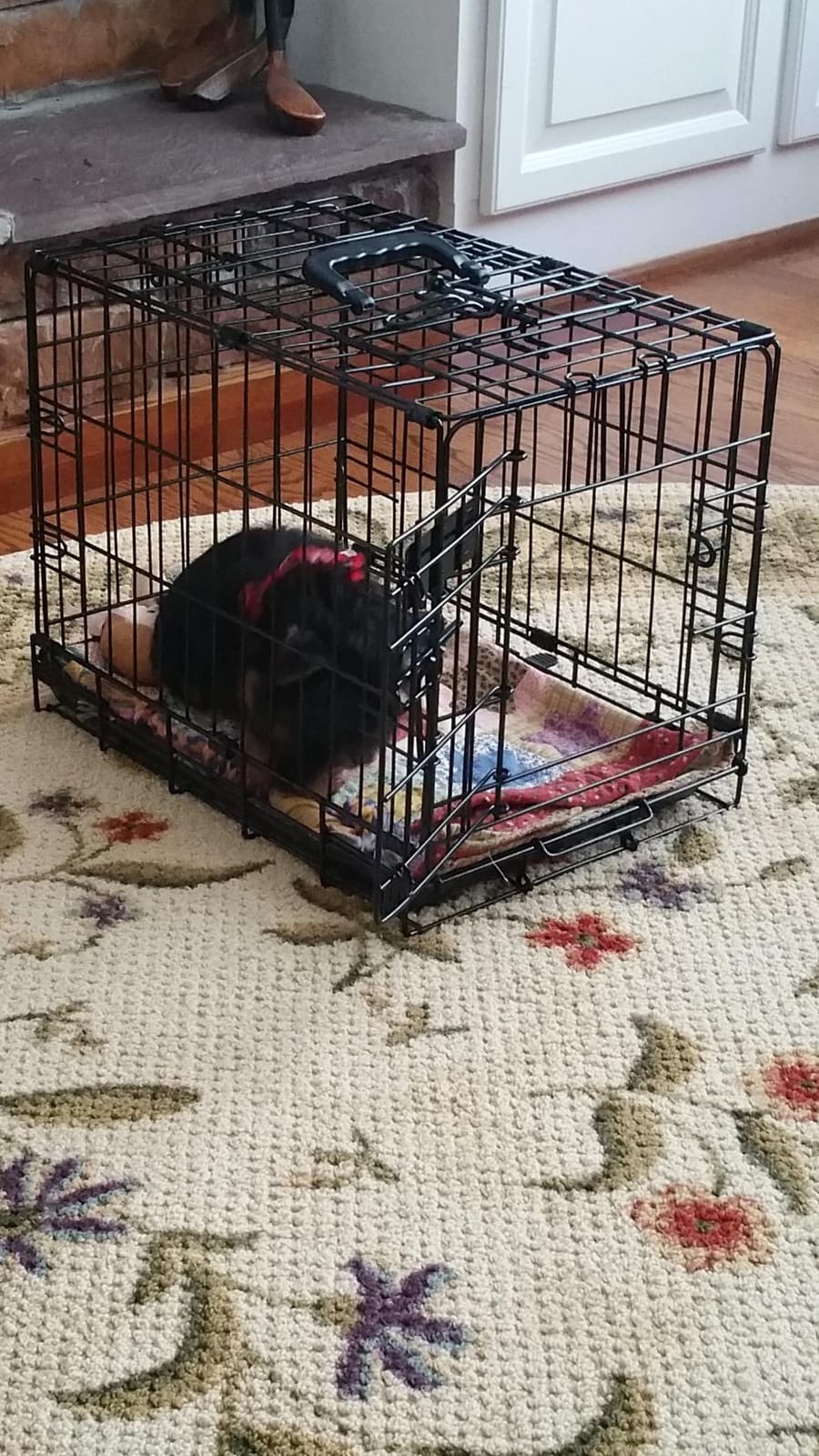 Precision Pet Products Two Door Provalue Wire Dog Crate, 42in customer photo 1