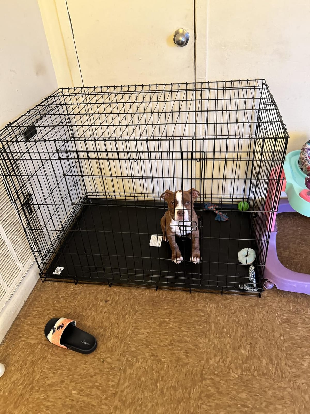 Precision Pet Products Two Door Provalue Wire Dog Crate, 42in customer photo 2