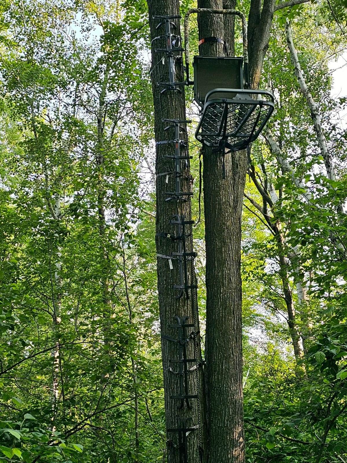 Millennium Treestands Monster Hang-on Treestand customer photo 1
