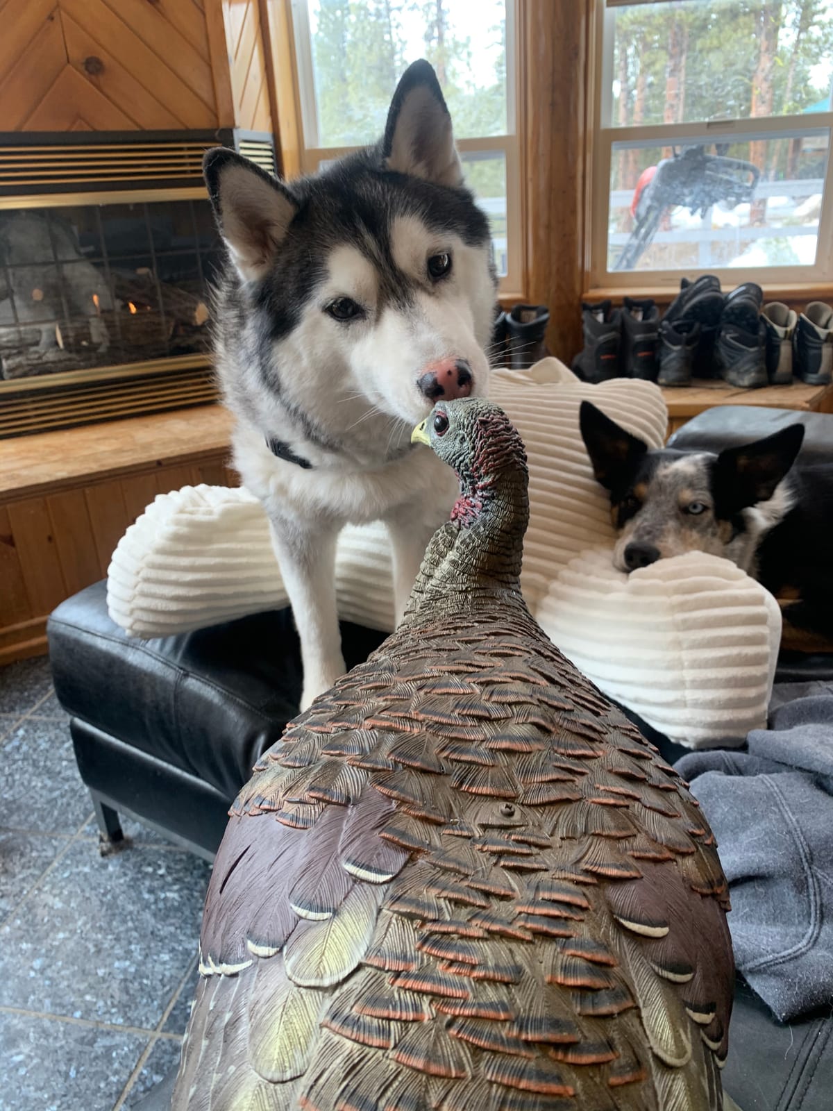 Avian X LCD Breeder Hen Turkey Decoy customer photo 2