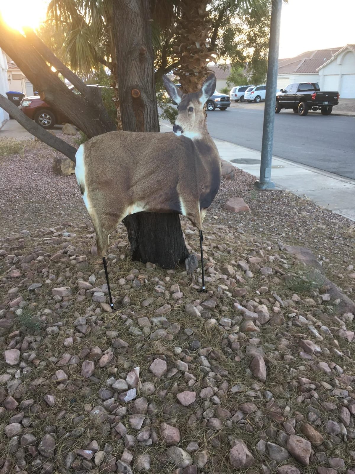 Miss Muley by Montana Decoy customer photo 2