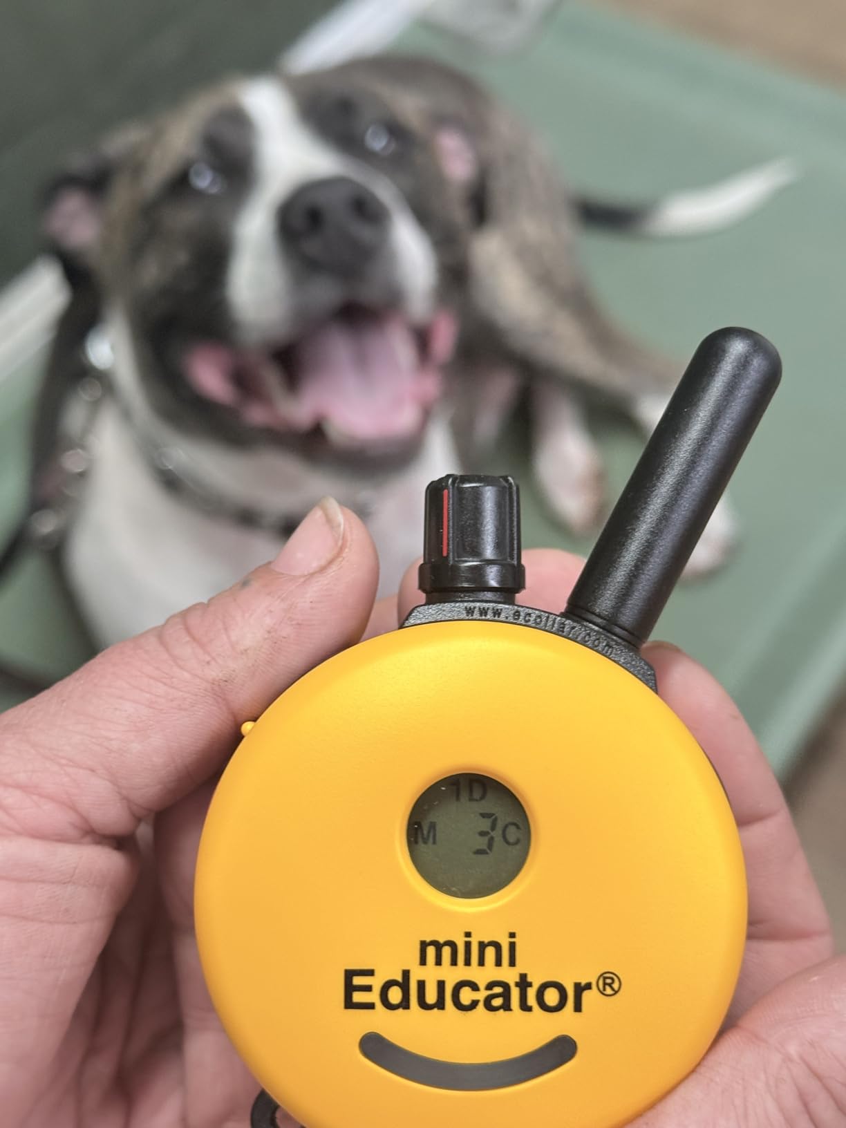 Educator ET-300 Mini E Collar for Dog Training with Remote - 1/2 Mile Range, Waterproof, 100 Blunt Stimulation Levels, Tone or Vibration Mode, Night Light Tracking for Small, Medium & Large Dogs customer photo 1