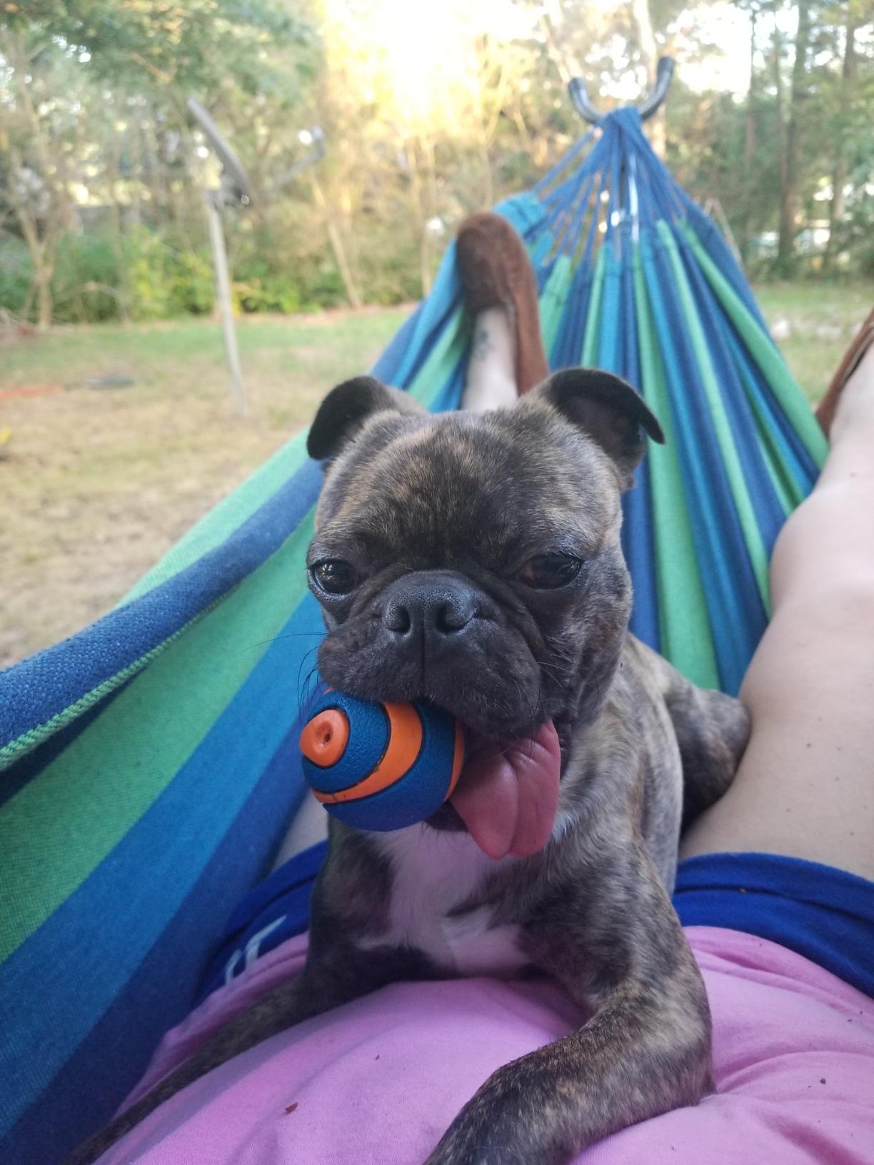 ONCLOUD 550 LBS Capacity Double Hammock with Stand Included with Portable Carrying Bag, Heavy Duty 2-Person Hammock for Outdoors & Indoors - Desert Stripe, Series TDCTZ1 - Blue Green Stripe customer photo 1