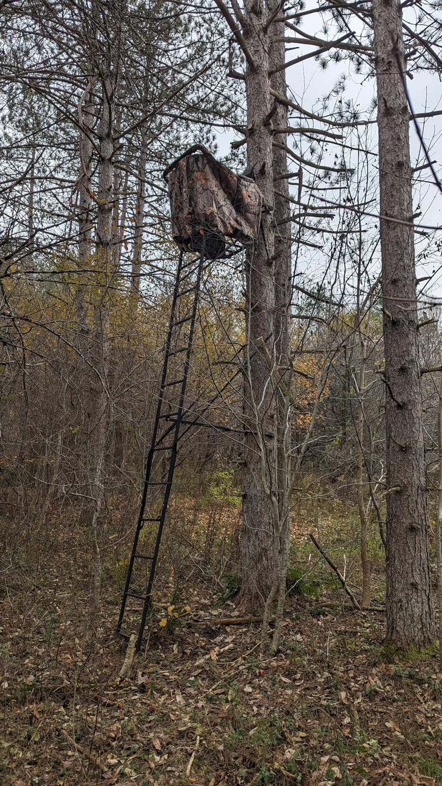 Muddy 1-Person Huntsman Deluxe Steel Ladder Tree Stand, 17 ft Tall | 300 lb Capacity - Hunting Treestand with Lumbar Support Seat, Flip-Back Adjustable Shooting Rail & Silencer Technology customer photo 2