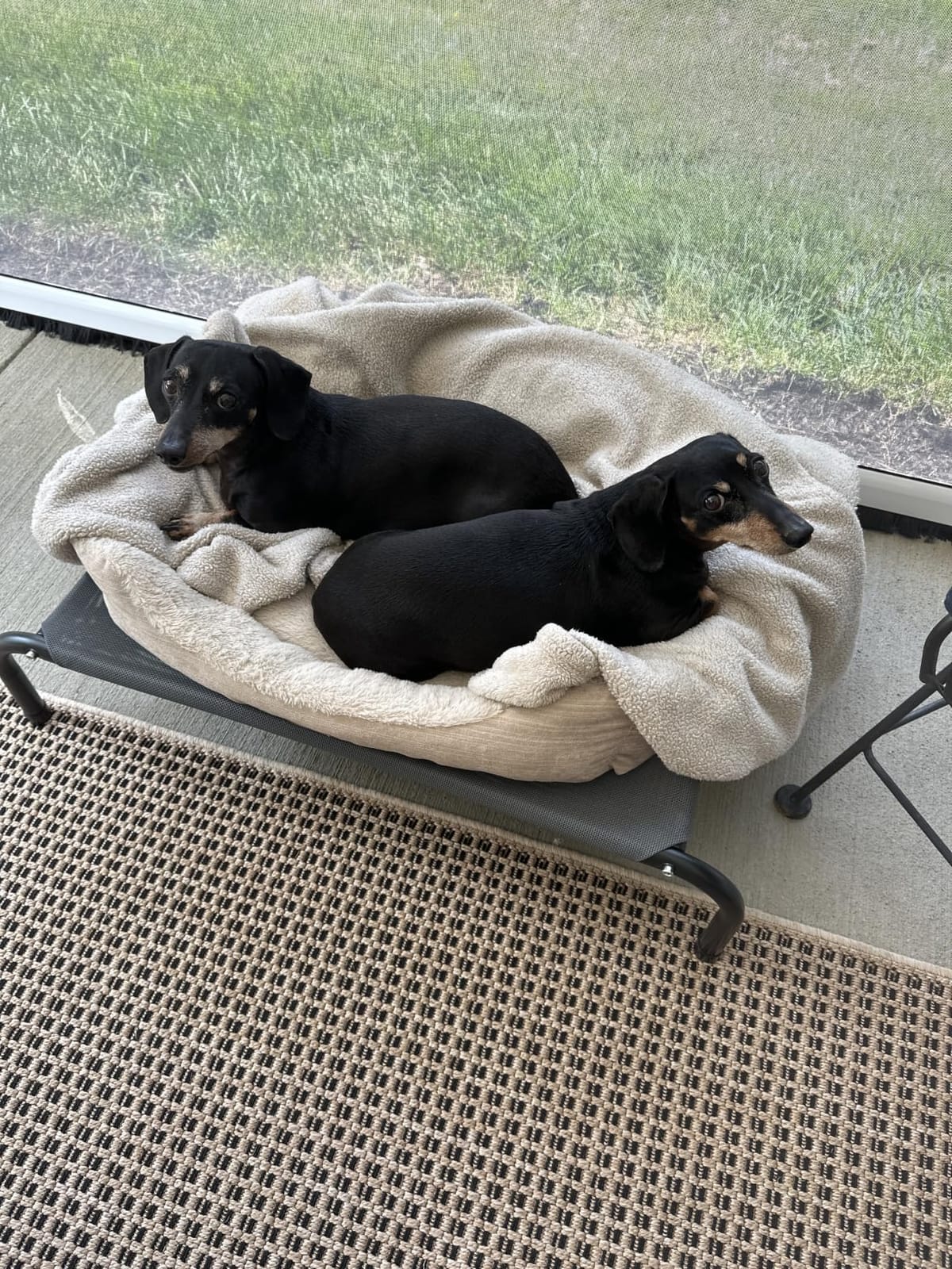 Bedsure Outdoor Elevated Cooling Dog Bed Large Sized Dog, 49in Grey | Portable Raised Camping Pet Cot Hammock, Breathable Teslin Mesh, Weather Resistant, For Large Pets Up to 85 lbs, Easy to Assemble customer photo 2