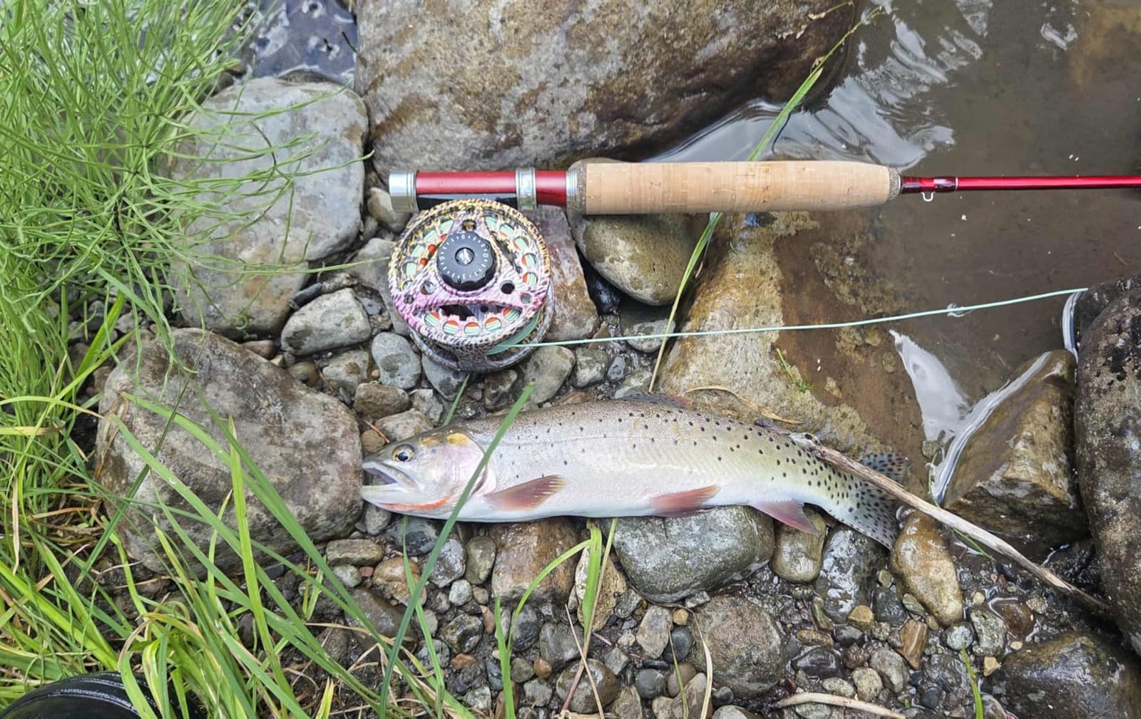 M MAXIMUMCATCH Maxcatch ECO Large Arbor Fly Fishing Reel (3/4wt 5/6wt 7/8wt) and Pre-Loaded Fly Reel with Line Combo customer photo 2