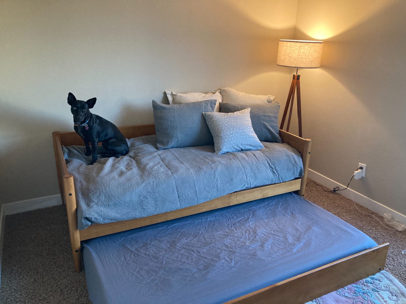 Camaflexi Mid-Century Modern Daybed & Trundle / Solid and Manufactured Wood / Panel Headboard / No Box Spring Needed / Foundation has 14 Wood Slats / Twin Trundle / Easy Assembly, Castanho Finish, Twin customer photo 2