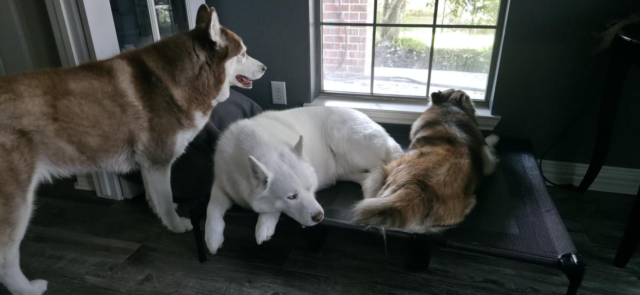 suddus Elevated Dog Bed for Large Dogs 120lb, Breathable Cooling Raised Dog Cot with Dual Support Bars & Metal Frame, No-Slip Feet, Waterproof Pet Bed for Indoor/Outdoor, X-Large, 48 * 36 * 9in, Grey customer photo 1