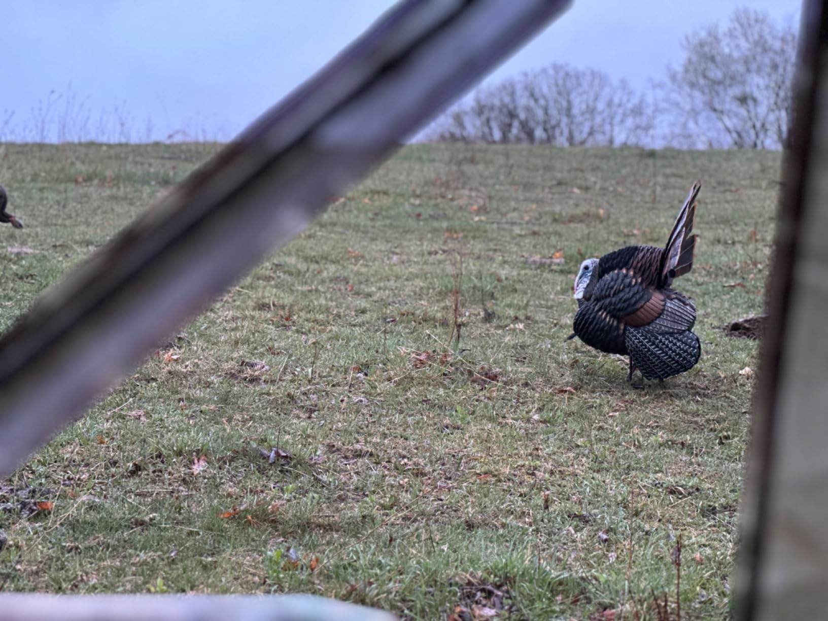 AVIAN-X HDR Strutter Turkey Decoy - Rugged Durable Realistic Lifelike Dominant Body Standing Hunting Decoy with 2 Removable Heads & Wings, Beard, Adjustable Tail Fan, Mounting Stake & Carry Bag customer photo 1