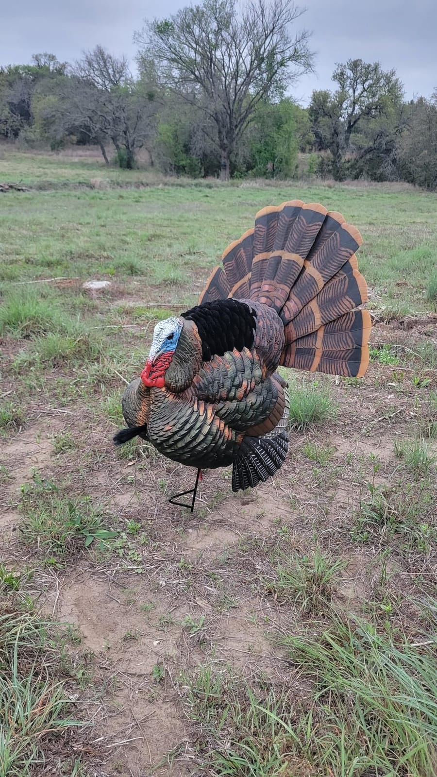 AVIAN-X HDR Strutter Turkey Decoy - Rugged Durable Realistic Lifelike Dominant Body Standing Hunting Decoy with 2 Removable Heads & Wings, Beard, Adjustable Tail Fan, Mounting Stake & Carry Bag customer photo 2