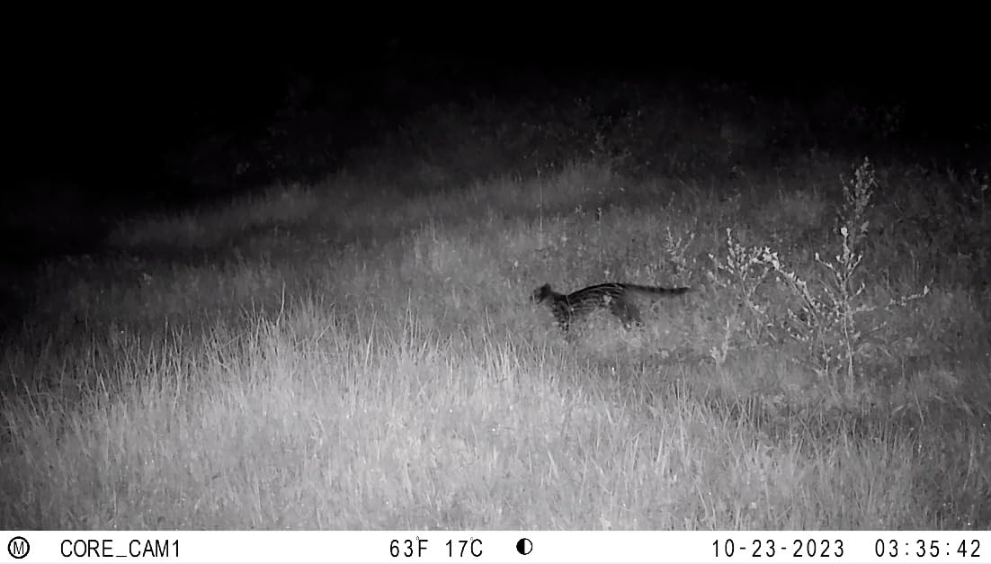 Bushnell Trail Camera CORE S-4K, No-Glow Game Camera with 4K Video and 1.5 Color Viewscreen customer photo 2