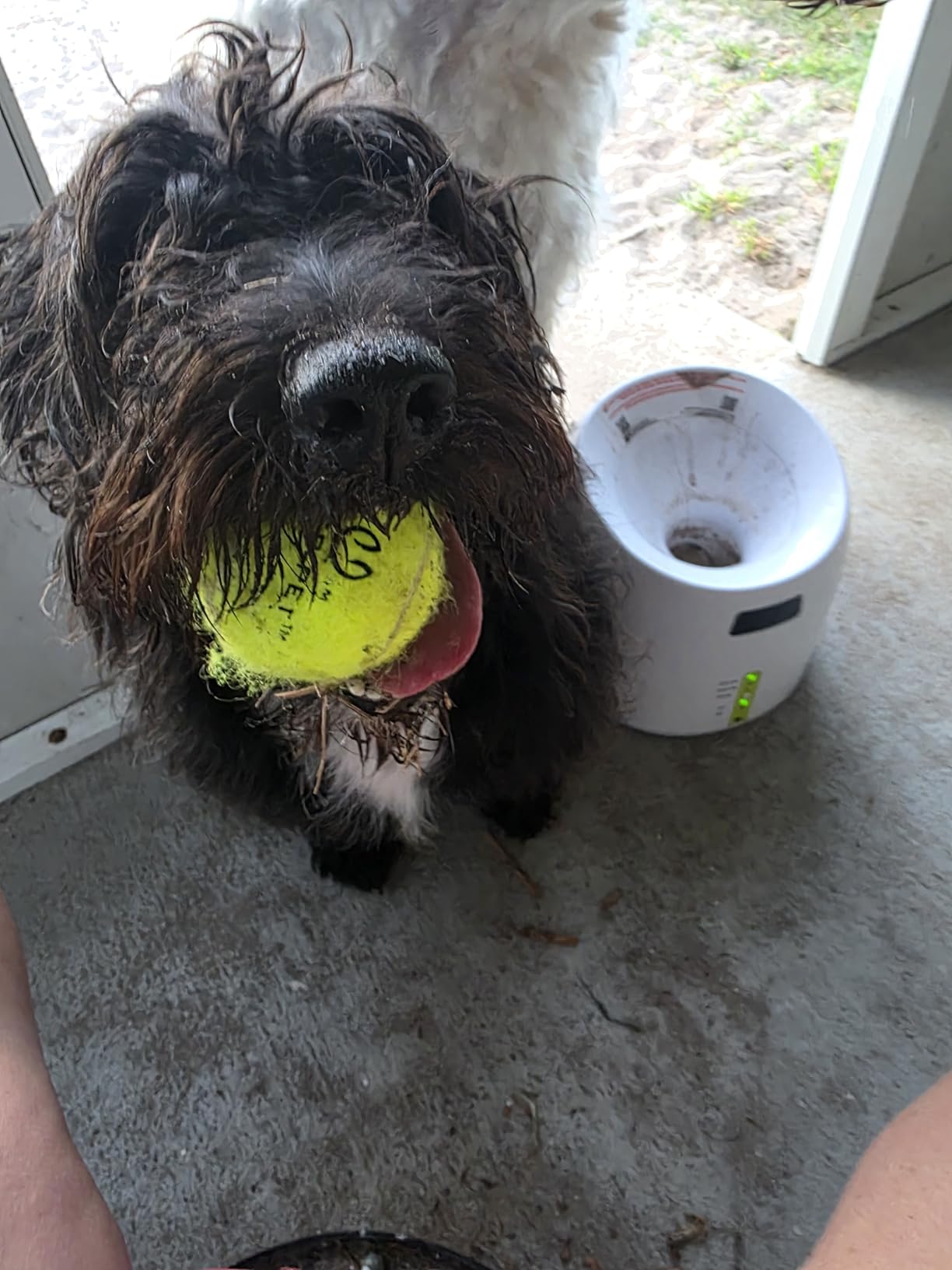 ALL FOR PAWS Automatic Dog Ball Launcher for Medium to Large Dogs, Interactive Tennis Ball Thrower, Rechargeable Dog Toy Mental Stimulation Training Game for Energetic Dogs customer photo 2