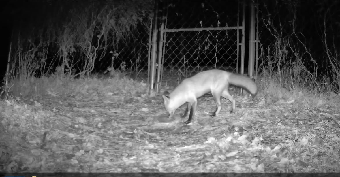 GardePro E5S Trail Camera (Non-Cellular, Non-WiFi), 64MP Photo & 1296P HD Video, 0.1s Trigger, 100ft No-Glow Night Vision, Motion Activated Wildlife Camera customer photo 2