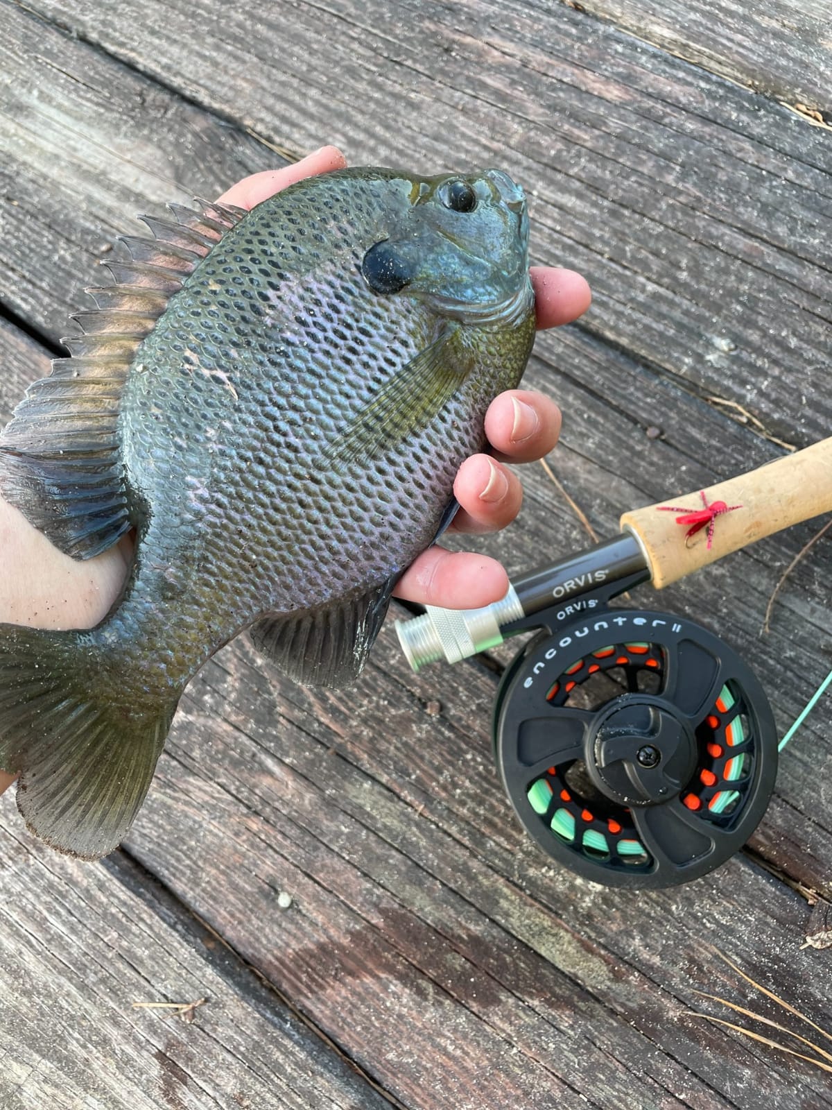 Orvis Encounter Fly Rod Outfit - 4Pc Fishing Rod and Reel Combo | Smooth Performance, Complete with Reel, Line, Backing, & Leader for Young Anglers, Pre-Balanced Ready-to-Fish Setup customer photo 1