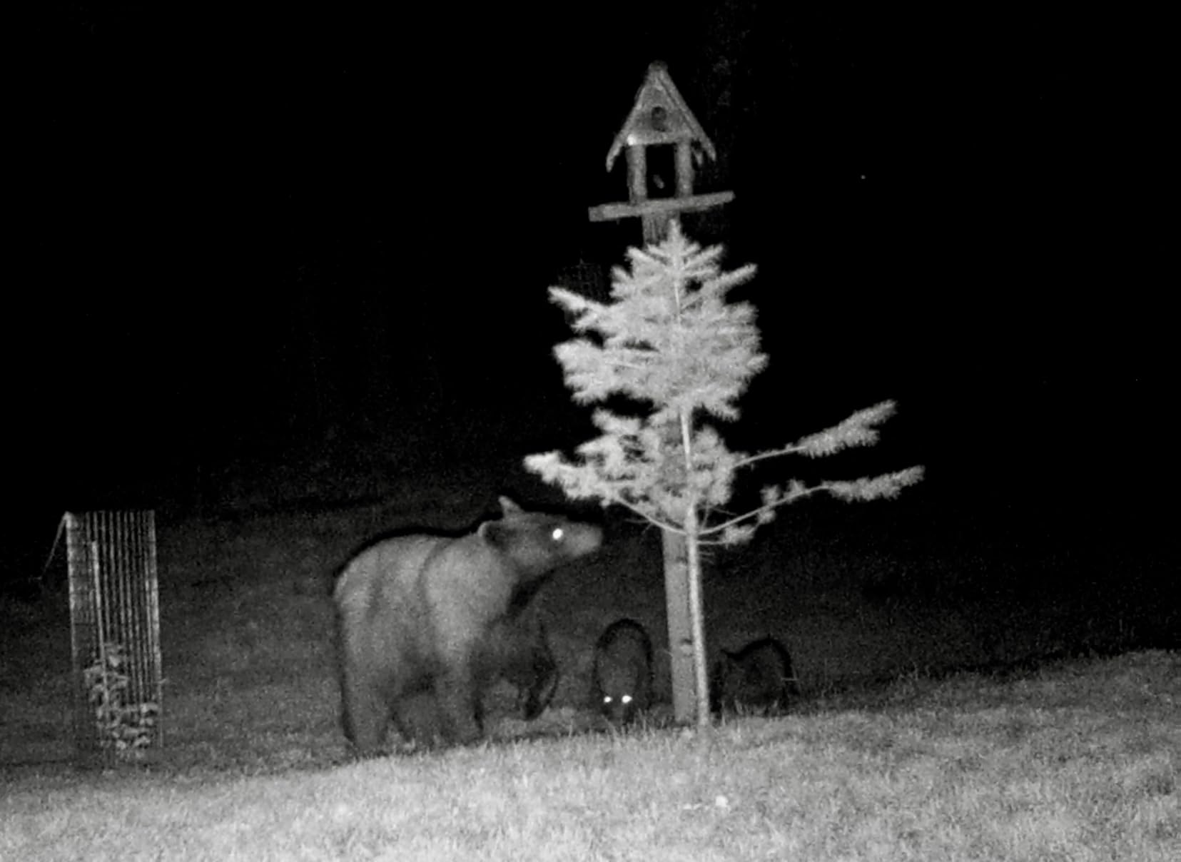 WOSODA 2 Pack Trail Cameras with Night Vision Motion Activated Waterproof, 48MP Hunting Game Camera, 1080P HD Trail Cam for Wildlife Monitoring, Outdoor Scouting & Security (Non-Cellular Non-WiFi) customer photo 1