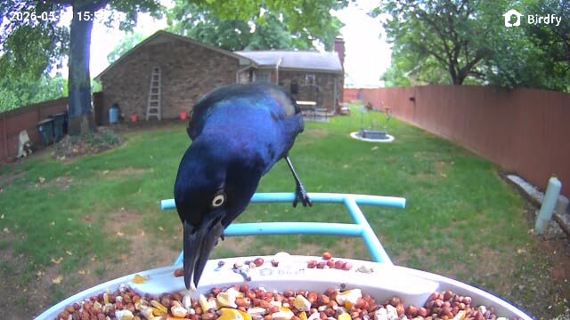 NETVUE by Birdfy Smart Bird Feeder with AI Camera, Auto Capture Videos & Live Stream, Wireless Wildbird Watching, Outdoor Backyard Birder(AI by Subscription) Blue customer photo 1