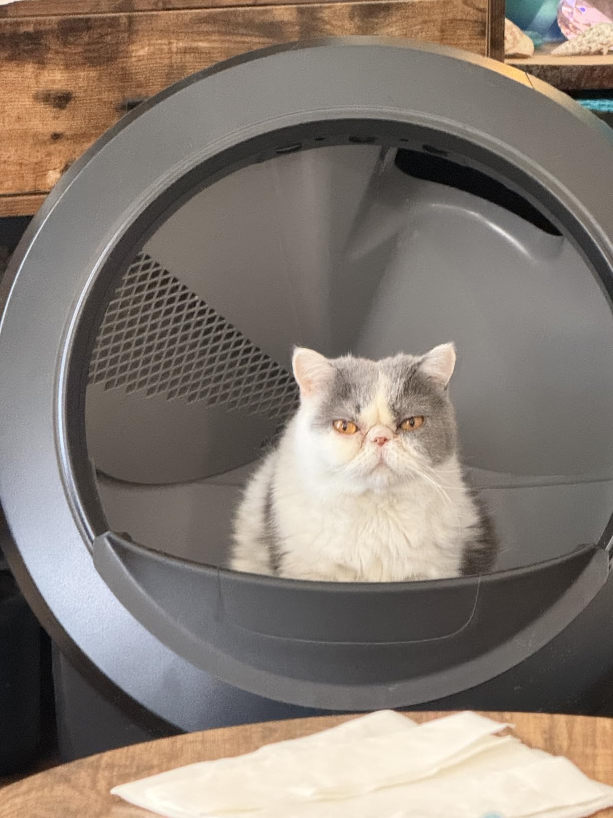 Litter-Robot 4 with Step & Fence, Black - Automatic Self-Cleaning Cat Litter Box, Helps Reduce Litter Box Odors, Never Scoop Again, Includes 1 Year of WhiskerCare customer photo 1