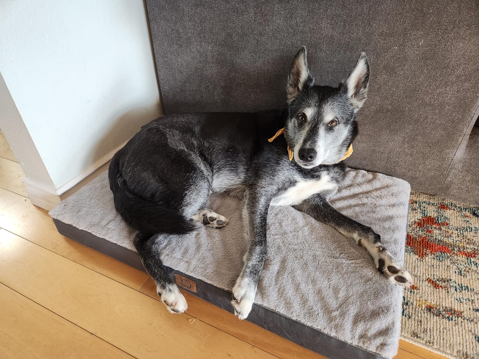 Sunheir Washable Orthopedic Large Dog Bed with Removable Cover, Pet Bed Mat | Big Waterproof Dog Crate Bed, Egg Crate Foam Support, Anti-Slip Bottom, Easy-Clean, Soft Plush Dog Beds Large Sized Dog, Grey customer photo 2