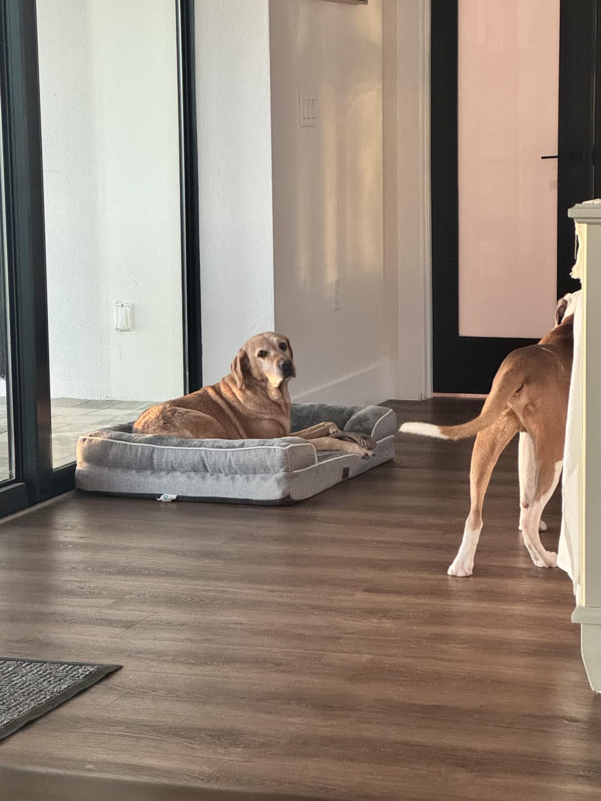 EHEYCIGA Orthopedic Dog Beds for Extra Large Dogs, Waterproof Memory Foam XL Dog Bed with Sides, Non-Slip Bottom and Egg-Crate Foam Big Pet Couch Bed with Washable Removable Cover, Camel customer photo 2