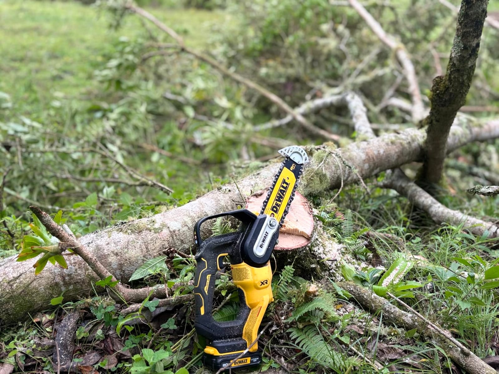 DEWALT 20V MAX 8 Inch Brushless Cordless Pruning Chainsaw (DCCS623B) customer photo 2