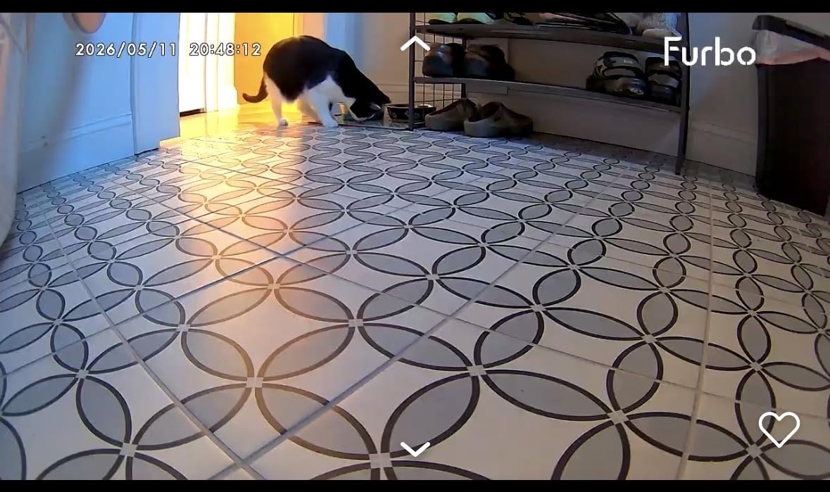 Furbo 360° Cat Camera: Basic See, Talk & Toss Features, No AI Alerts, No Subscription Required, Pet Security Cam w/Meowing Alerts, Rotating View, Treat Toss, 2-Way Audio, Smart Home Kitty Monitoring customer photo 1