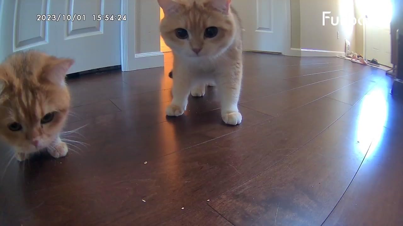 Furbo 360° Cat Camera: Basic See, Talk & Toss Features, No AI Alerts, No Subscription Required, Pet Security Cam w/Meowing Alerts, Rotating View, Treat Toss, 2-Way Audio, Smart Home Kitty Monitoring customer photo 2