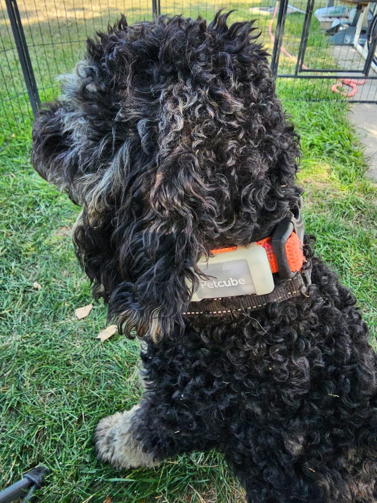 Petcube GPS Tracker for Dogs - Real-Time GPS Tracking & Escape Alerts | Virtual fences, activity & wellness monitoring, glow-in-the-dark, water & dust resistant customer photo 1
