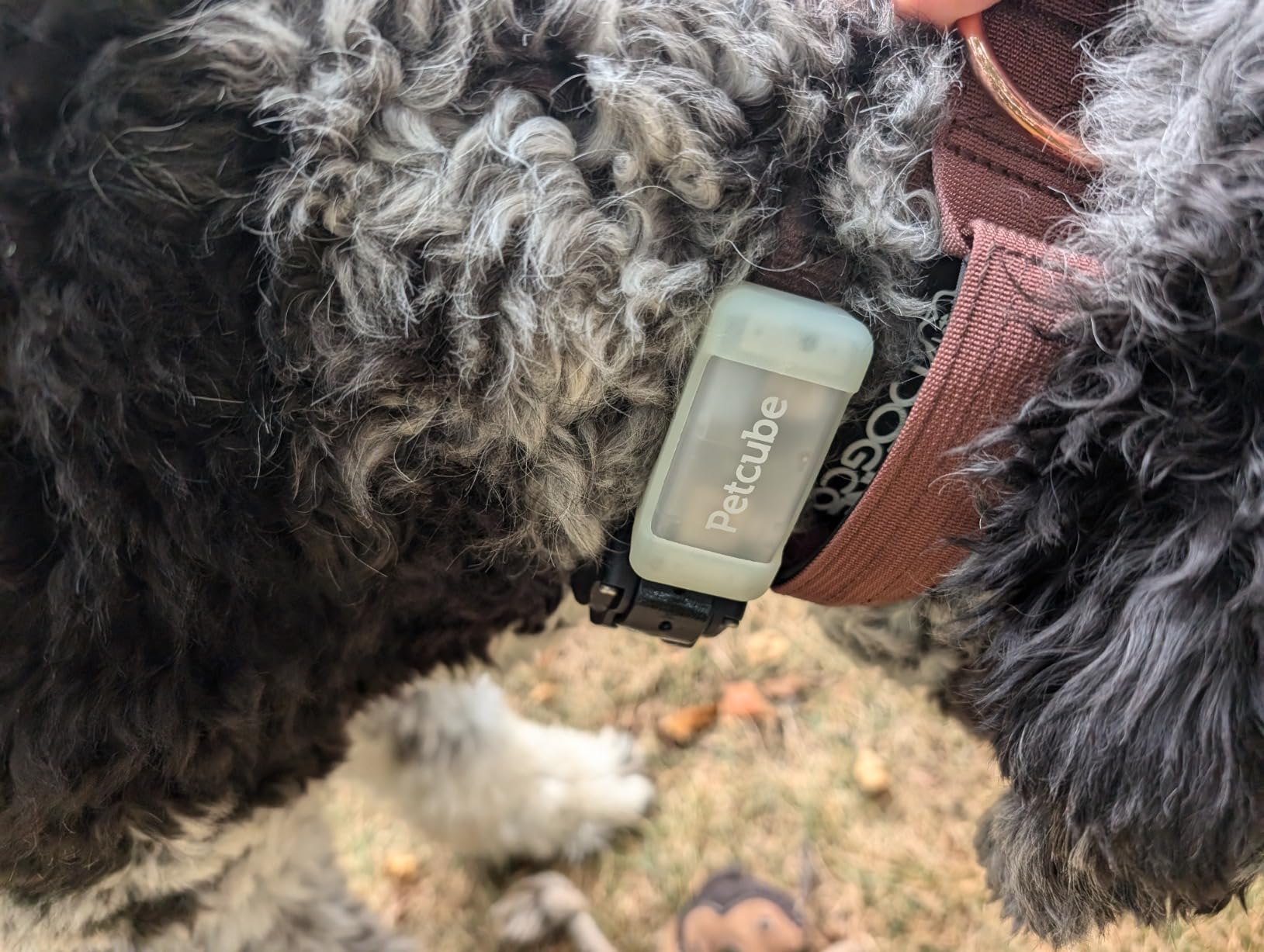 Petcube GPS Tracker for Dogs - Real-Time GPS Tracking & Escape Alerts | Virtual fences, activity & wellness monitoring, glow-in-the-dark, water & dust resistant customer photo 2