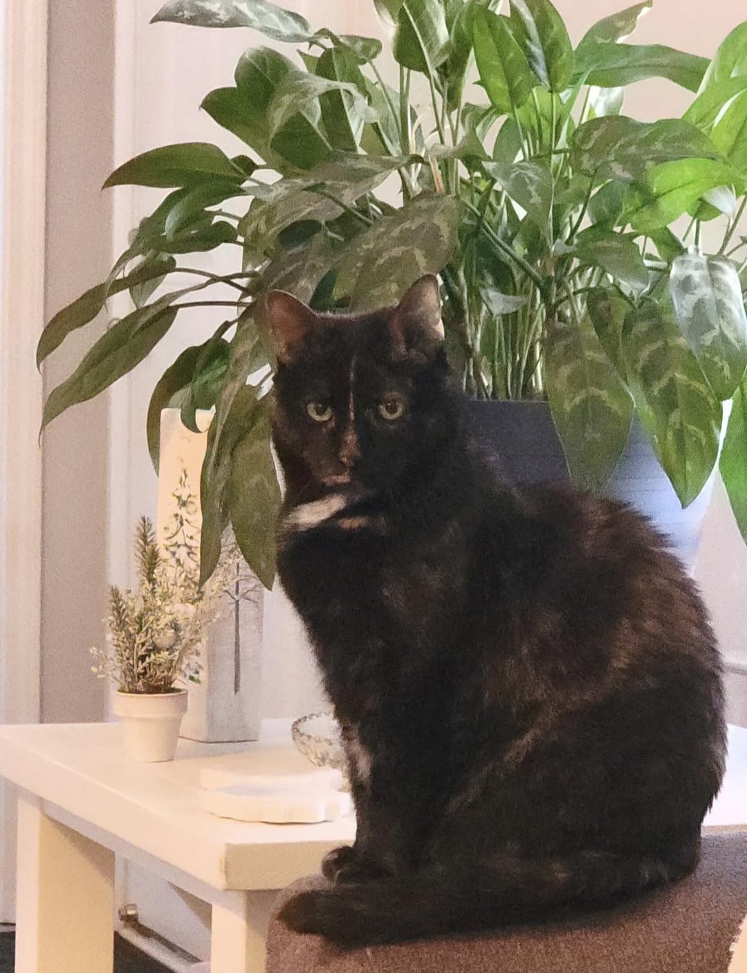 Furbo 360° Cat Camera [Subscription Required] Unlock w/Paid Plan: Home Security & Pet Safety Alerts, Rotating Treat Toss w/ 2-Way Speaker, Smart Cam w/Phone App (Low Risk, 3mo Min. Cancel Anytime) customer photo 1
