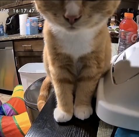 Furbo 360° Cat Camera [Subscription Required] Unlock w/Paid Plan: Home Security & Pet Safety Alerts, Rotating Treat Toss w/ 2-Way Speaker, Smart Cam w/Phone App (Low Risk, 3mo Min. Cancel Anytime) customer photo 2