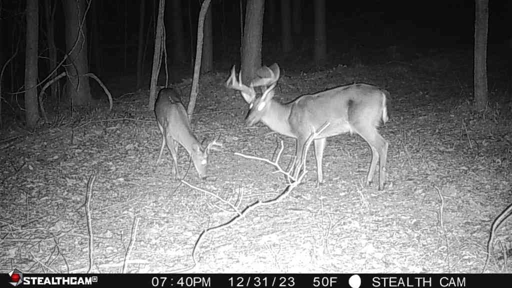 Stealth Cam 36MP Fusion Max Cellular Trail Camera with 0.4 Second Trigger Speed, 80-Feet Detection Range and Infrared Flash (2-Pack) customer photo 1