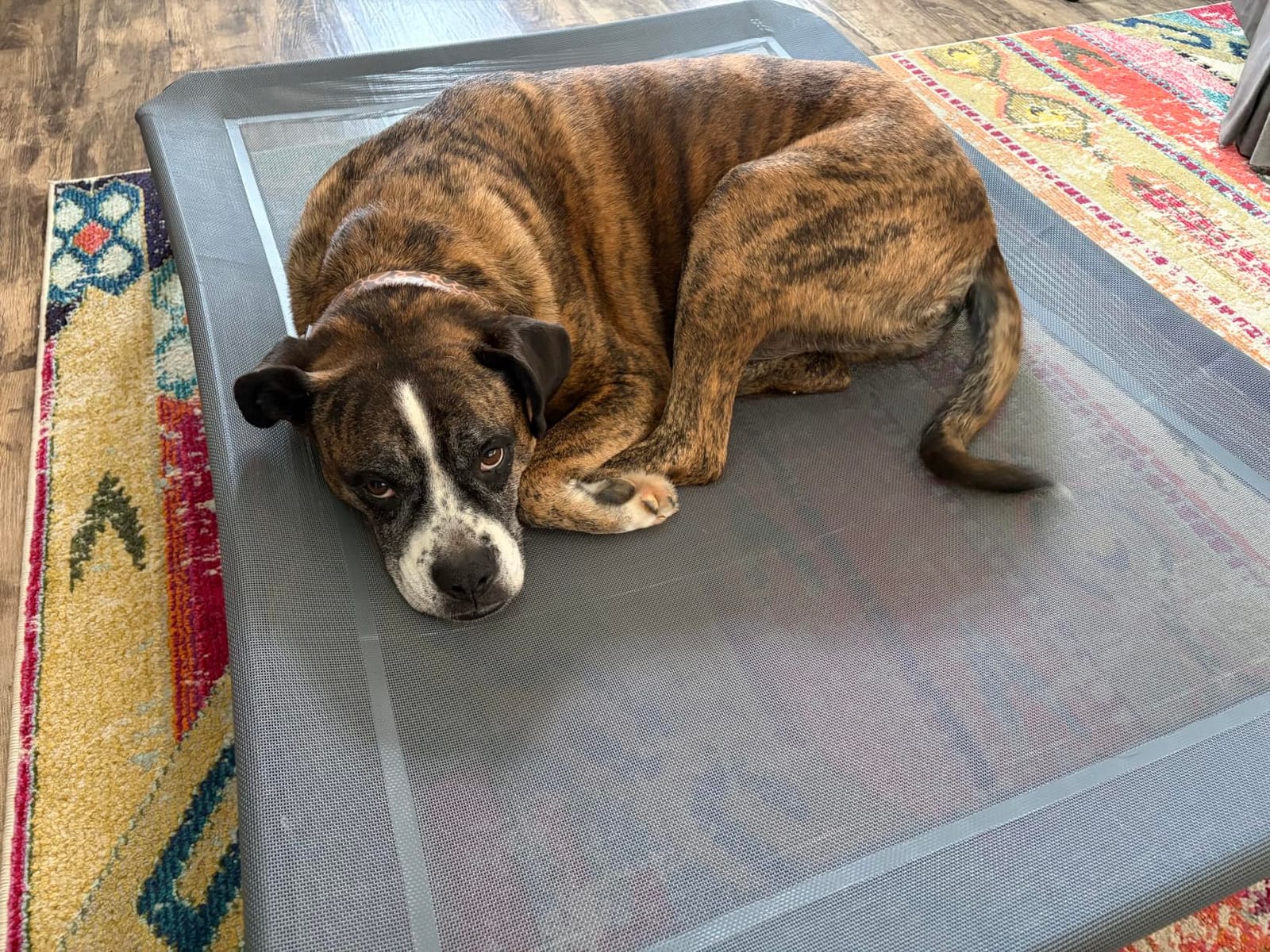Czpalo Outdoor Elevated Dog Bed for Large Sized Dogs, No-Tool Assembly. | Raised design promotes airflow. Tool-free assembly, easy-to-clean mesh, portable, with anti-skid feet. Indoor/outdoor use. customer photo 2
