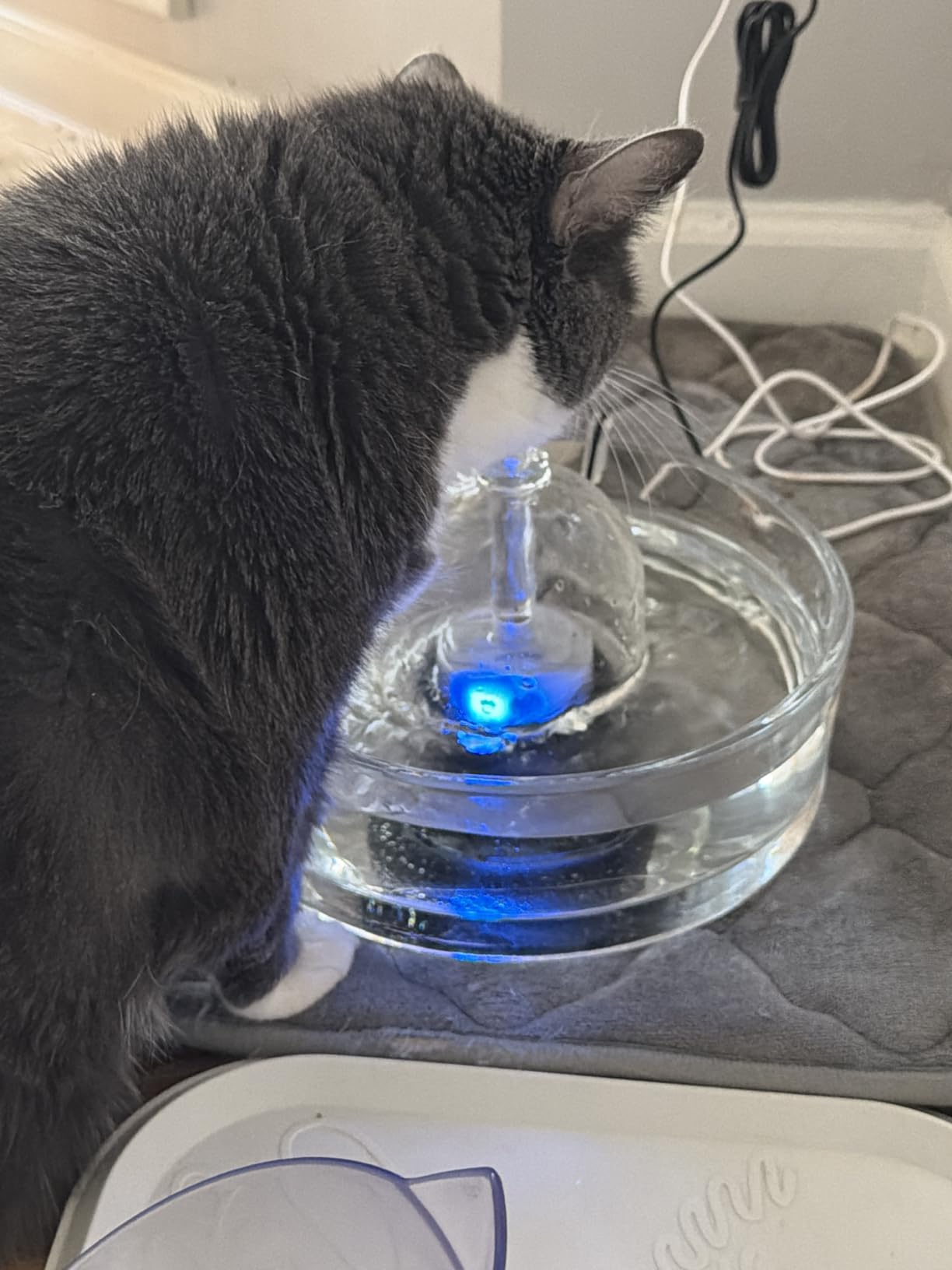 Brook Glass Cat Water Fountain 90oz - Dishwasher Safe Pet & Dog Fountain | Automatic 2.7L drinking water dispenser - quiet, easy to clean glass bowl, filters included - for indoor cats, kittens & dogs customer photo 1