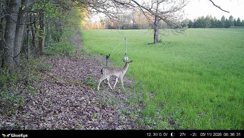 WiseEye DC-2 Cellular Trail Camera, WiseEye Camo - MultiCarrier 4G LTE on AT&T, Verizon & T-Mobile, 32MP Photo, 5-Min HD Video on Demand, Built-in GPS, Internal Storage, Deer Hunting Cam customer photo 1
