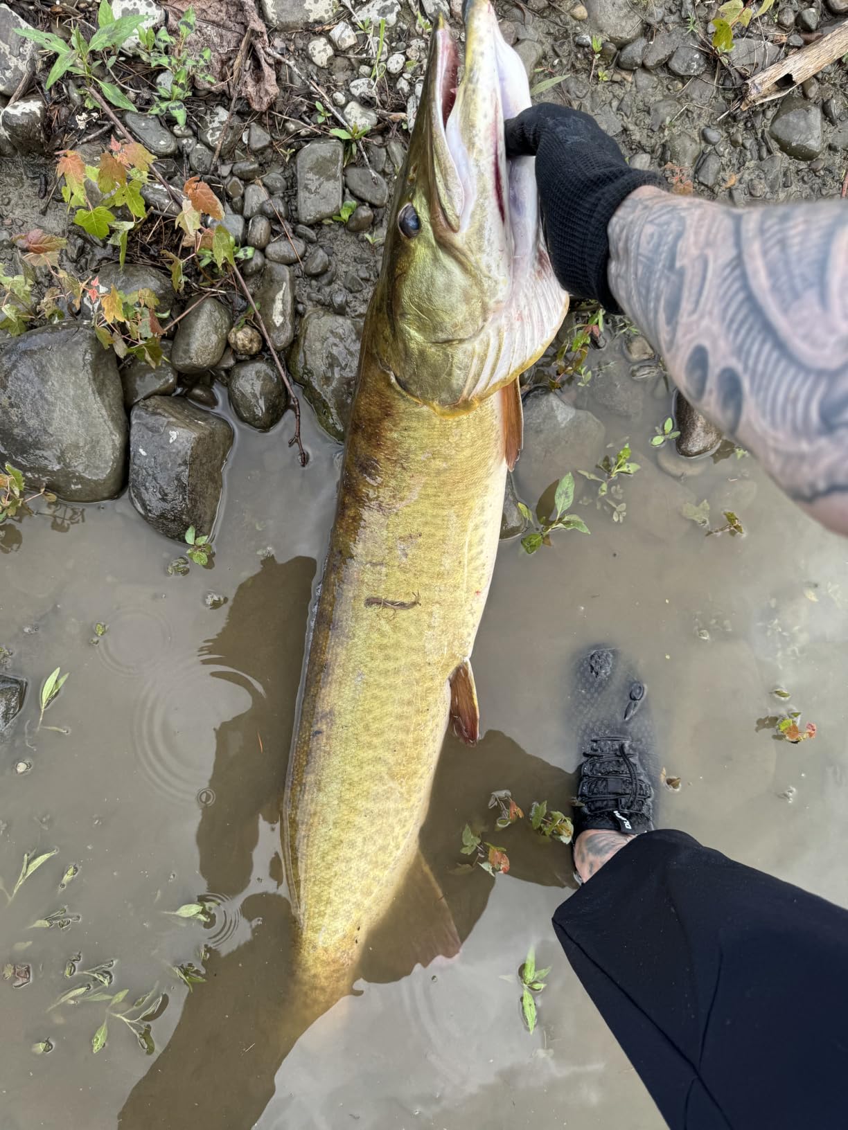 HANDING M1 Pike Heavy Casting Rod 2-Piece Musky Rod Swimbait Rod | Heavy Fishing Rod for Pike Musky Catfish Striped Bass Freshwater Big Bait Rod customer photo 1