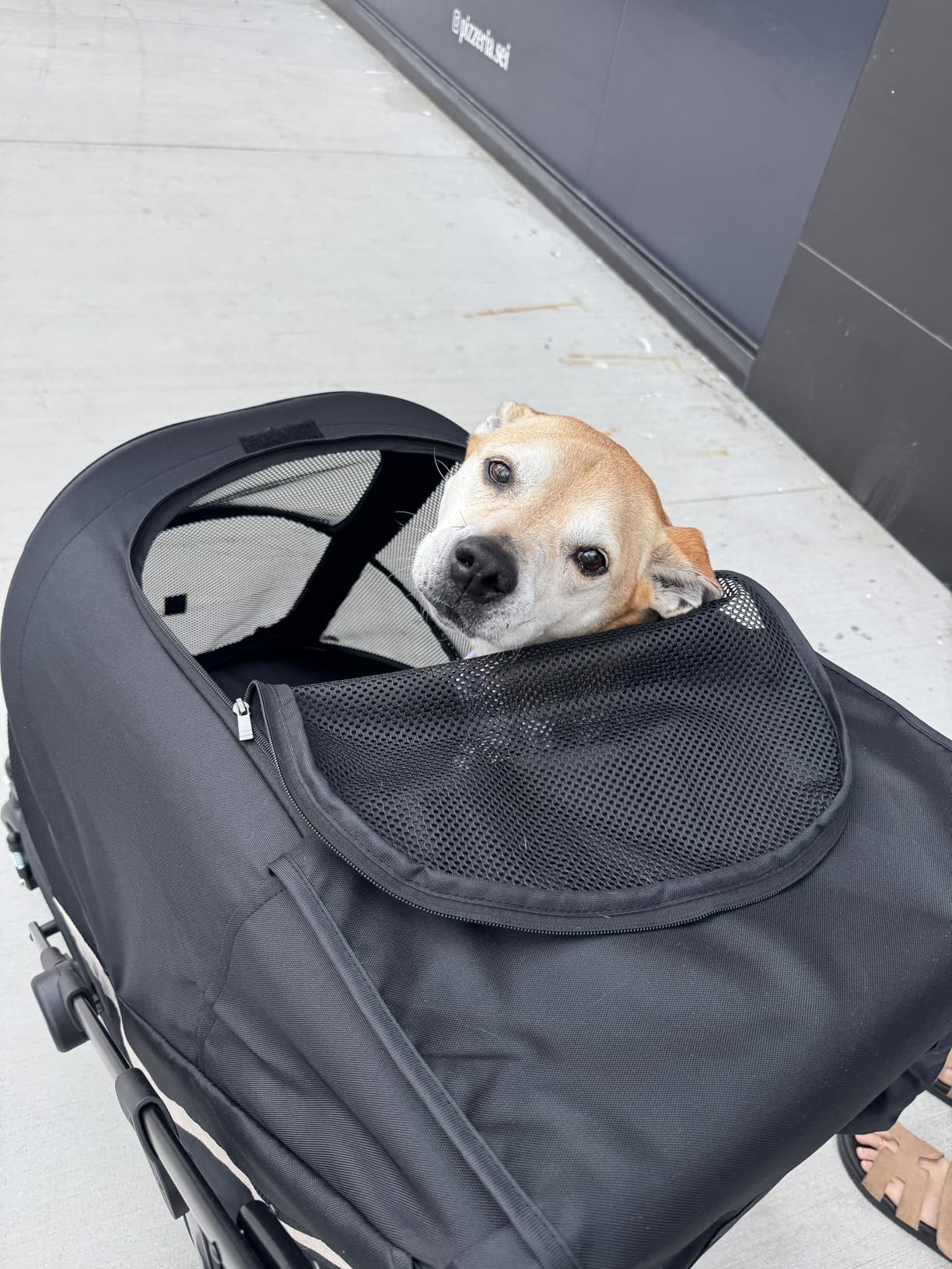 Dog Stroller for Large Dogs One-Click Folding 4 Wheel Foldable Dog Stroller for 2 Dogs with Storage Pocket Suitable for Pets Up to 80LBS (Black, Large) customer photo 2