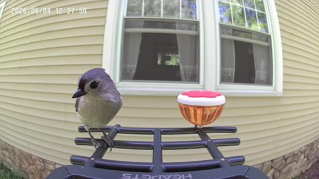Smart Bird Feeder with Camera Solar Powered, 2K HD Video, AI Bird Species Identification, Instant Arrival Alerts, Weatherproof Design for Effortless Birdwatching, Best Gift for BirdLovers, Red customer photo 1