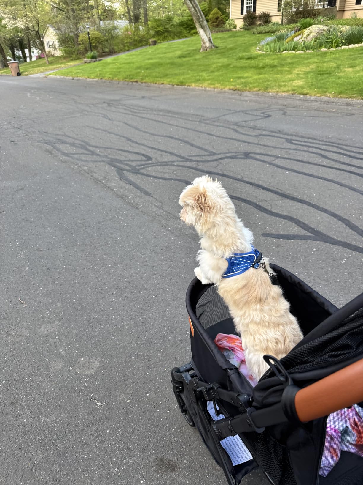 Bicystar Foldable Dog Stroller for Small Medium Dogs & Cats, 45 lbs, Grey | For senior & injured pets, Travel-friendly, All-terrain 4 wheels, Aluminum frame, 42
