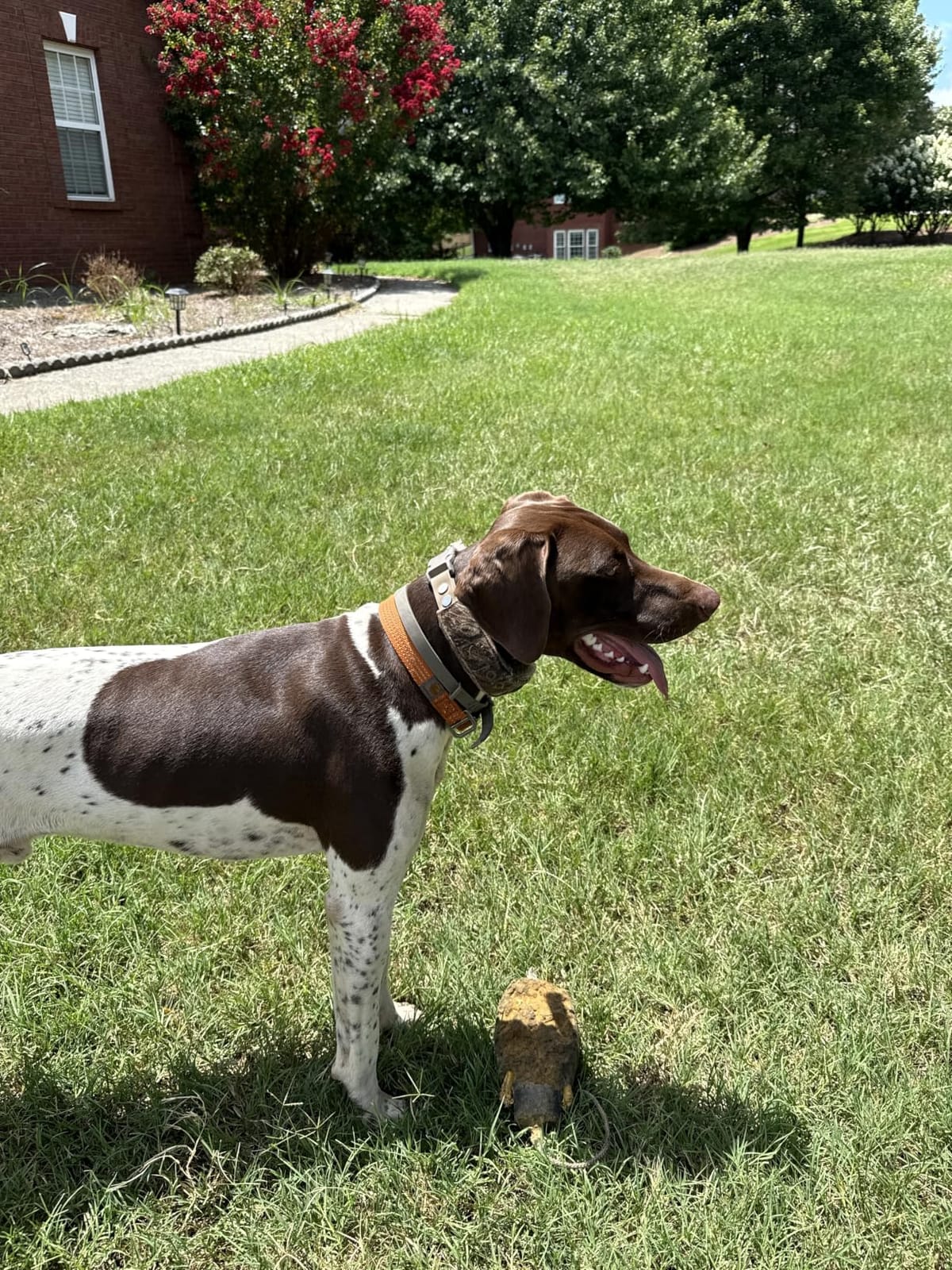 Halo Collar 5 GPS Wireless Dog Fence, Orchid | Keep Your Dog Safe with Custom Boundaries, Real-Time Tracking, and Instant Alerts at Home, Away, or Off-Grid customer photo 1