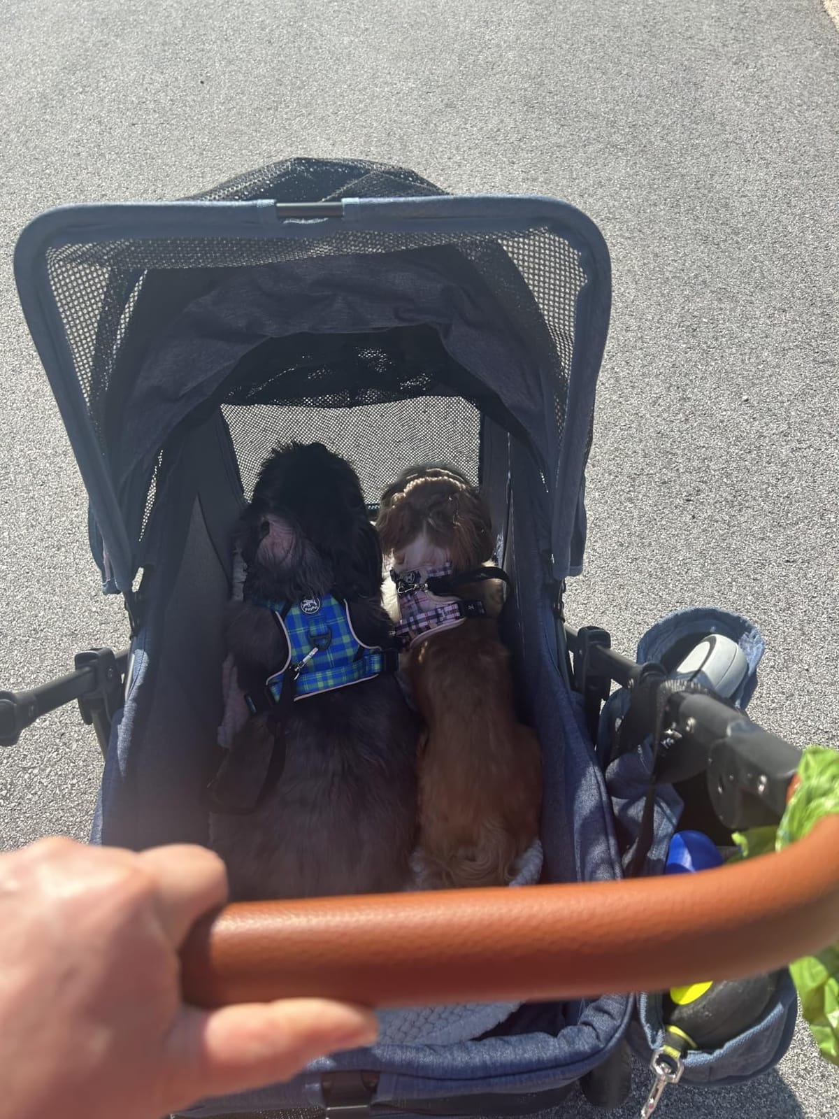 Dog Stroller for Large & Medium Dogs (20-132 lbs), for 2 Small Dogs | Pet Stroller, Extra Large Heavy Duty, Foldable & Ventilated, Grey customer photo 1