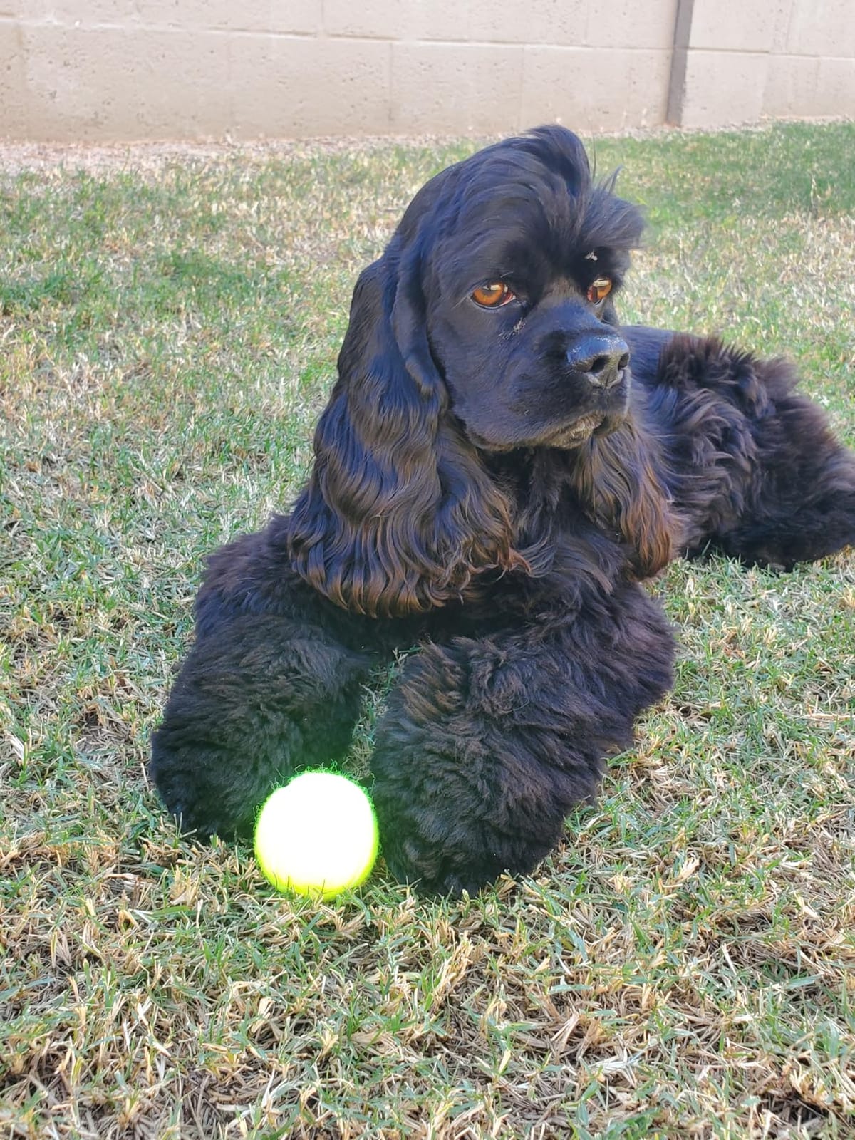 Automatic Dog Ball Launcher, with 6 2.3