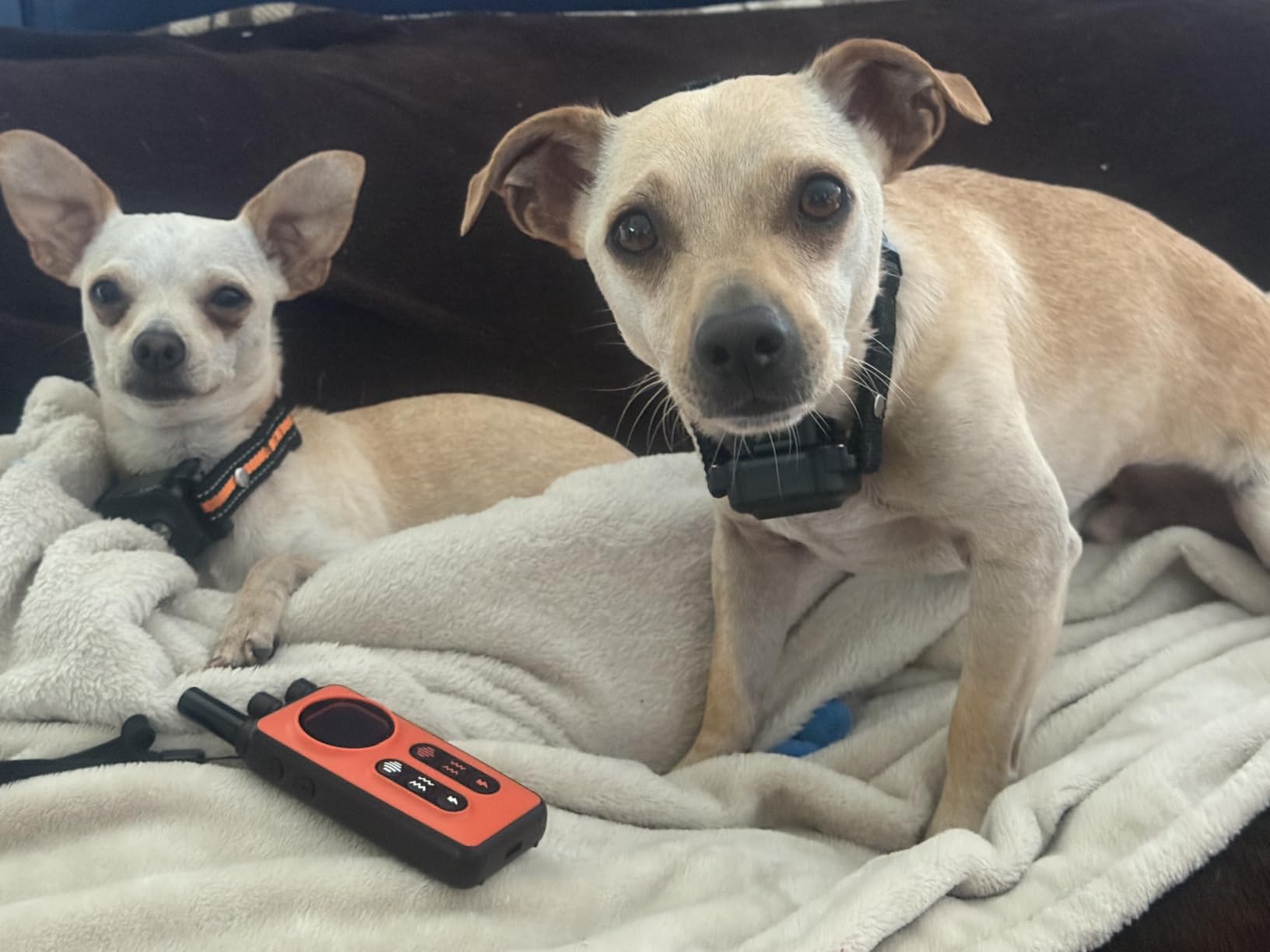 Dog Shock Collar 2 Dogs, 3300ft Dog Training Collar with Remote, Real-time Dual-Channel Remote with 3 Training Modes, Beep, Vibration, Safety Shock, Light, Fits 8-120 lbs All Breeds Sizes - Orange customer photo 2
