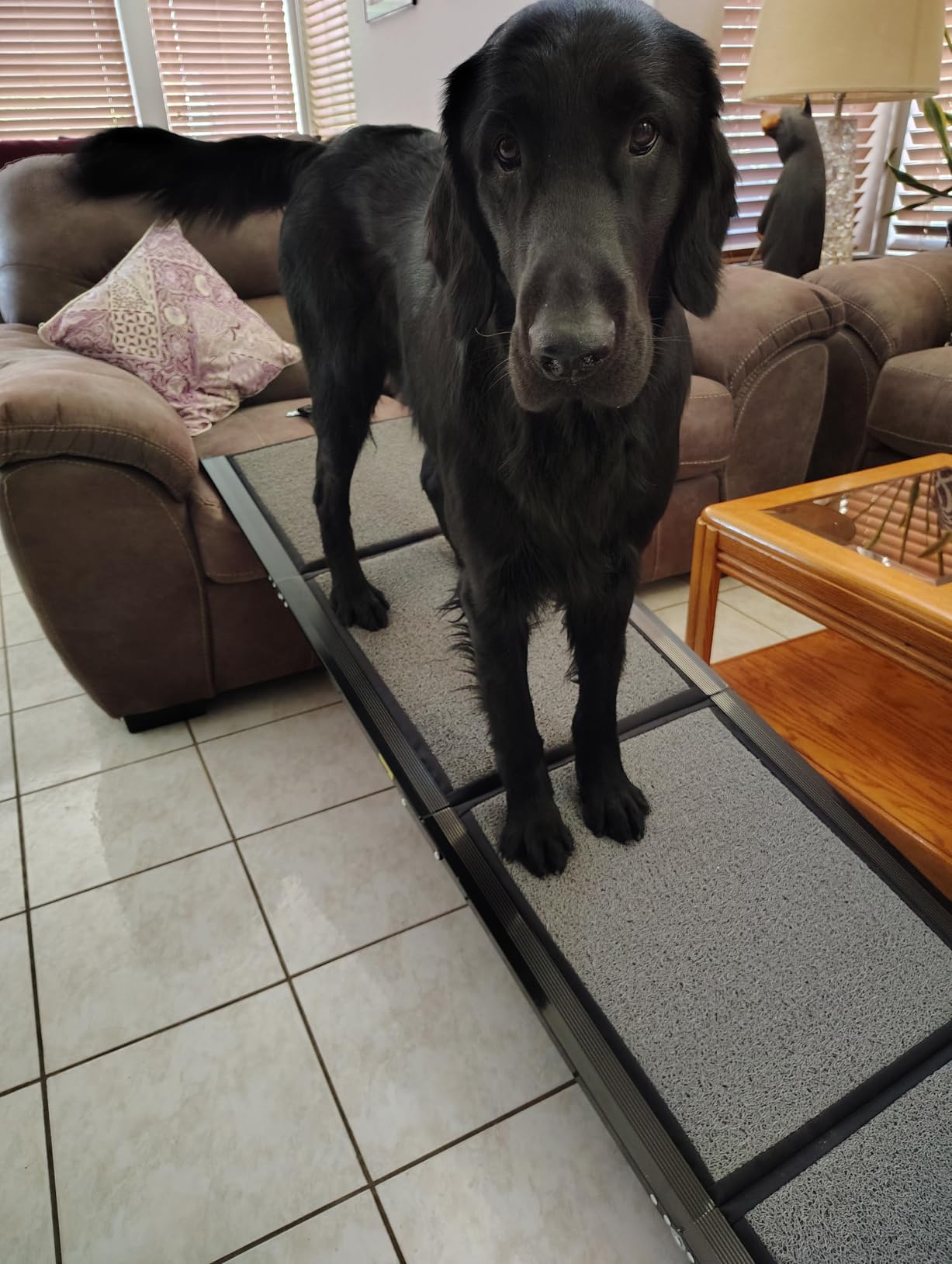 Dog Ramp for Car, Truck, 63
